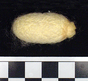 Thumbnail of Raw Material: Silk Moth Cocoon (1924.07.0047)