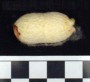 Thumbnail of Raw Material: Silk Moth Cocoon (1924.07.0048)