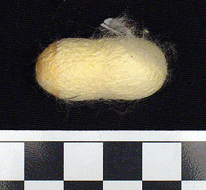 Thumbnail of Raw Material: Silk Moth Cocoon (1924.07.0051)