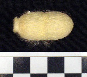 Thumbnail of Raw Material: Silk Moth Cocoon (1924.07.0052)