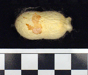 Thumbnail of Raw Material: Silk Moth Cocoon (1924.07.0053)
