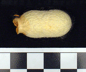 Thumbnail of Raw Material: Silk Moth Cocoon (1924.07.0055)