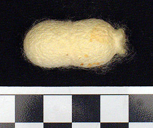 Thumbnail of Raw Material: Silk Moth Cocoon (1924.07.0056)