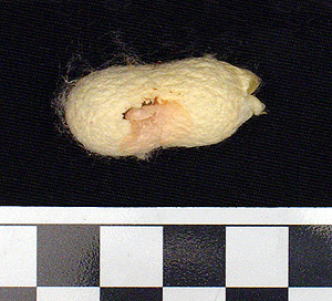 Thumbnail of Raw Material: Silk Moth Cocoon (1924.07.0060)