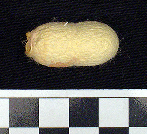 Thumbnail of Raw Material: Silk Moth Cocoon (1924.07.0064)
