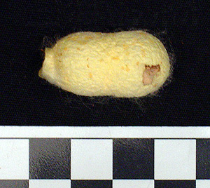 Thumbnail of Raw Material: Silk Moth Cocoon (1924.07.0065)