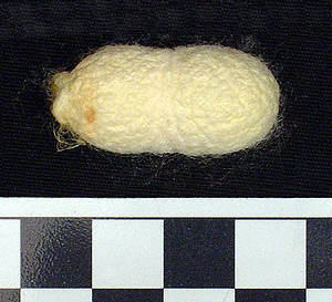 Thumbnail of Raw Material: Silk Moth Cocoon (1924.07.0066)