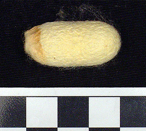 Thumbnail of Raw Material: Silk Moth Cocoon (1924.07.0067)