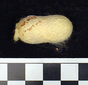 Thumbnail of Raw Material: Silk Moth Cocoon (1924.07.0068)