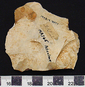 Thumbnail of Stone Tool: Implement, Worked Stone (1998.19.4077)