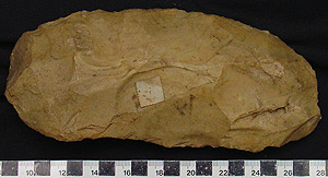 Thumbnail of Stone Tool: Hand Tool (1998.19.4080)