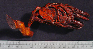 Thumbnail of Carving: Finger Citron  (“Buddha’s Hand”) (2006.12.0012)
