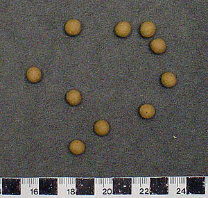 Thumbnail of Gourd Pellets (2007.03.0004B)