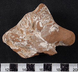 Thumbnail of Figurine Fragment, Horse Head (1926.02.0016)