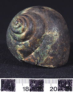 Thumbnail of Shell (1929.04.0007)