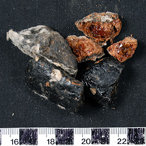 Thumbnail of Raw Material: Pungara, Brea Resin (2008.03.0039)