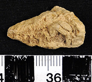 Thumbnail of Body Sherd (1956.02.0339)