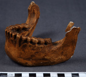 Thumbnail of Plaster Cast of Hominid Mandible (1998.19.2181)