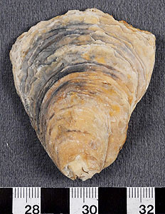 Thumbnail of Potsherd? Shell? (1998.19.2580)