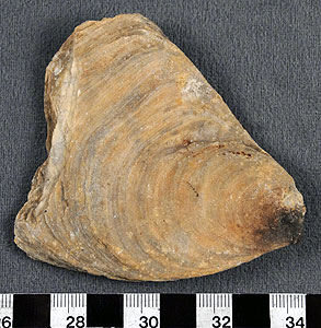 Thumbnail of Fossil Oyster (1998.19.2581)