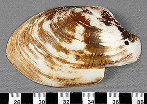 Thumbnail of Reproduction Freshwater Mussel Spoon (2009.01.0007)