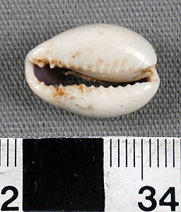 Thumbnail of Cowrie Shell (2009.01.0009)