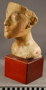 Thumbnail of Plaster Cast of Male Bust (1948.01.0027)