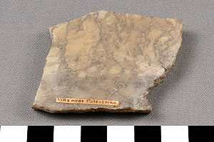 Thumbnail of Tile Fragment (1900.12.0009)