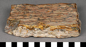 Thumbnail of Tile Fragment (1922.10.0050)