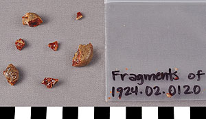 Thumbnail of Bead (1924.02.0120)