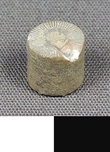 Thumbnail of Faunal Material: Crinoid Fossil Specimen (1983.04.0570)