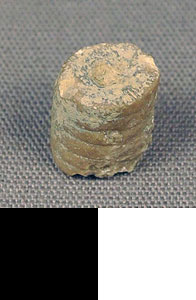 Thumbnail of Faunal Material: Crinoid Fossil Specimen (1983.04.0584)