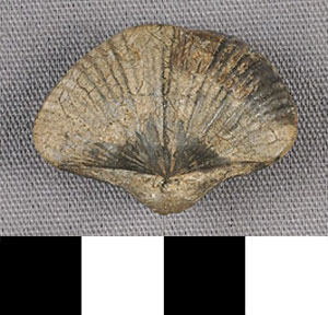 Thumbnail of Fossilized Brachiopod Specimen (1983.04.0854)