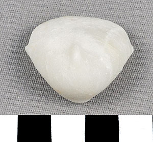 Thumbnail of Figurine Fragment: Head (1998.18.0104)