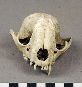 Thumbnail of Dog Skull (1998.19.4941)