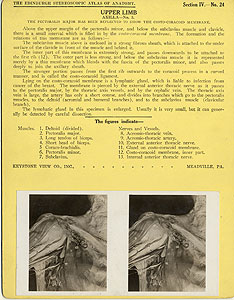 Thumbnail of Stereoscope Cards, Edinburgh Anatomy: Mediastina, Lungs, Upper Limb - Upper Limb, Axilla - No. 3. (2009.10.0002AA)