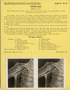 Thumbnail of Stereoscope Cards, Edinburgh Anatomy: Mediastina, Lungs, Upper Limb - Upper Limb, Axilla - No. 4. (2009.10.0002AB)