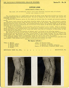 Thumbnail of Stereoscope Cards, Edinburgh Anatomy: Mediastina, Lungs, Upper Limb - Upper Limb, Antecubital Fossa - No. 1. (2009.10.0002AC)