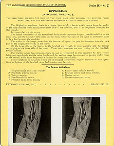 Thumbnail of Stereoscope Cards, Edinburgh Anatomy: Mediastina, Lungs, Upper Limb - Upper Limb, Antecubital Fossa - No. 2. (2009.10.0002AD)