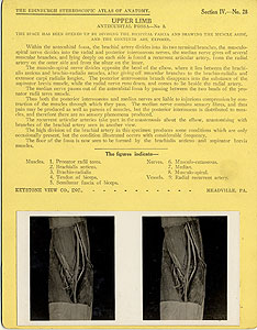 Thumbnail of Stereoscope Cards, Edinburgh Anatomy: Mediastina, Lungs, Upper Limb - Upper Limb, Antecubital Fossa - No. 3. (2009.10.0002AE)