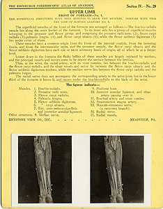 Thumbnail of Stereoscope Cards, Edinburgh Anatomy: Mediastina, Lungs, Upper Limb - Upper Limb, Front of Forearm - No. 1. (2009.10.0002AF)