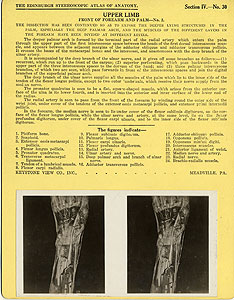 Thumbnail of Stereoscope Cards, Edinburgh Anatomy: Mediastina, Lungs, Upper Limb - Upper Limb, Front of Forearm and Palm- No. 2. (2009.10.0002AG)