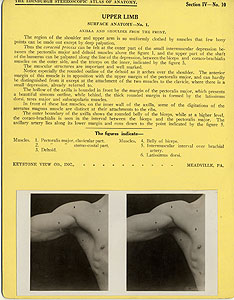 Thumbnail of Stereoscope Cards, Edinburgh Anatomy: Mediastina, Lungs, Upper Limb - Upper Limb, Surface Anatomy - No. 1. (2009.10.0002M)