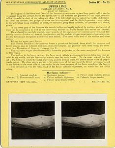 Thumbnail of Stereoscope Cards, Edinburgh Anatomy: Mediastina, Lungs, Upper Limb - Upper Limb, Surface Anatomy - No. 4. (2009.10.0002P)