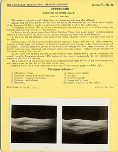 Thumbnail of Stereoscope Cards, Edinburgh Anatomy: Mediastina, Lungs, Upper Limb - Upper Limb, Surface Anatomy - No. 5. (2009.10.0002Q)