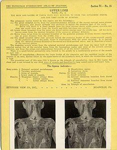 Thumbnail of Stereoscope Cards, Edinburgh Anatomy: Mediastina, Lungs, Upper Limb - Upper Limb, Back - No. 2. (2009.10.0002R)