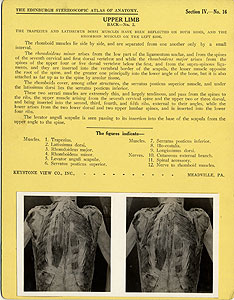 Thumbnail of Stereoscope Cards, Edinburgh Anatomy: Mediastina, Lungs, Upper Limb - Upper Limb, Back - No. 2. (2009.10.0002S)
