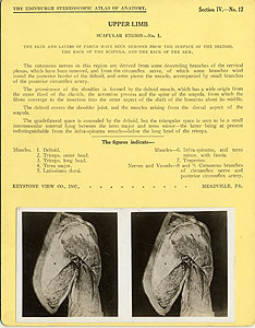 Thumbnail of Stereoscope Cards, Edinburgh Anatomy: Mediastina, Lungs, Upper Limb - Upper Limb, Scapular Region - No. 1. (2009.10.0002T)