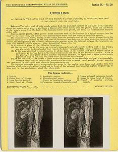 Thumbnail of Stereoscope Cards, Edinburgh Anatomy: Mediastina, Lungs, Upper Limb - Upper Limb (2009.10.0002W)