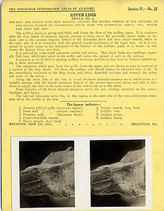 Thumbnail of Stereoscope Cards, Edinburgh Anatomy: Mediastina, Lungs, Upper Limb - Upper Limb, Axilla - No. 1. (2009.10.0002Y)
